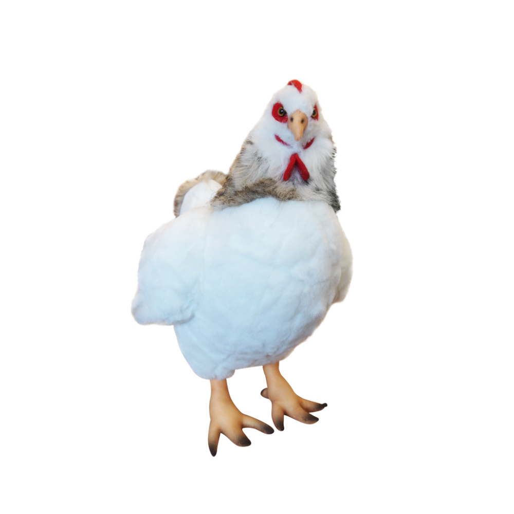 Standing White Hen