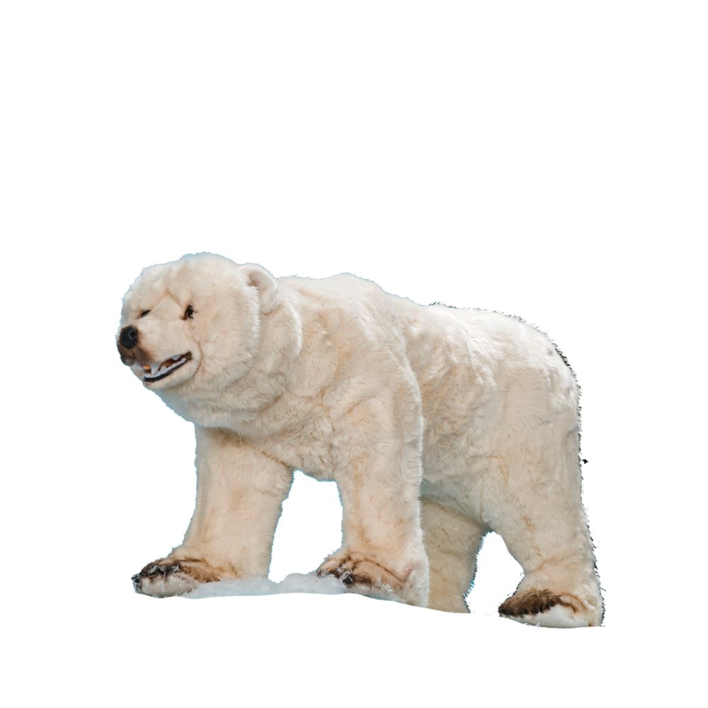 Polar bear, standing
