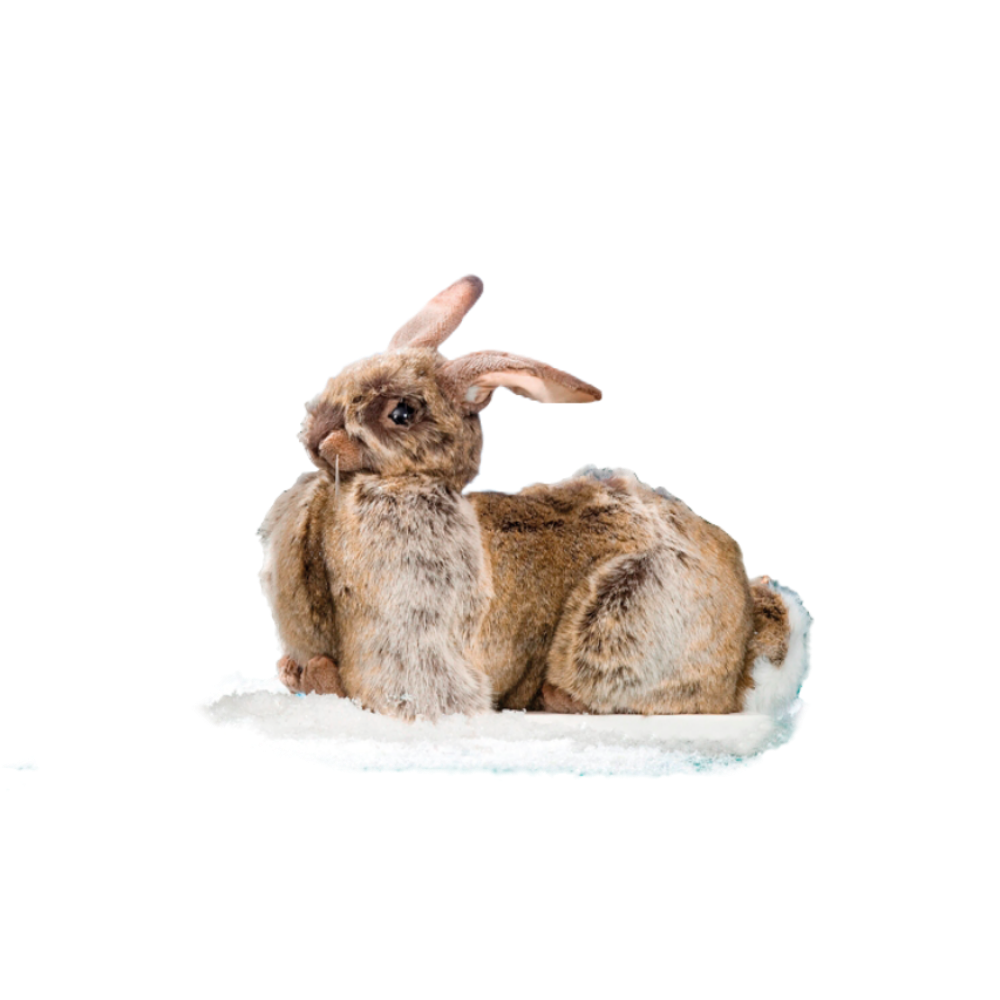 Brown rabbit, lying